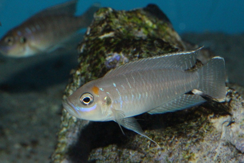 Neolamprologus brevis 'Katabe Bay'